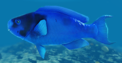 blue #fish #outdoors #parrotfish #theaterofthesea #fortnite