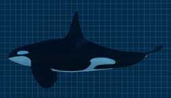 Hungry Orca, Roblox Wiki