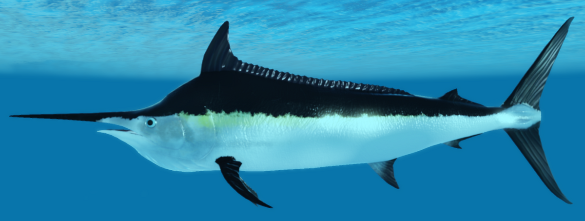Black marlin online