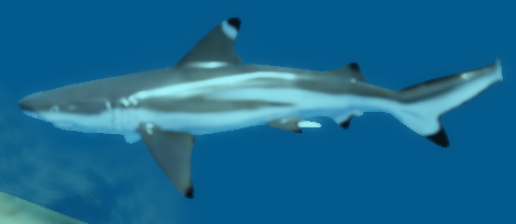 Oceanic Blacktip Shark
