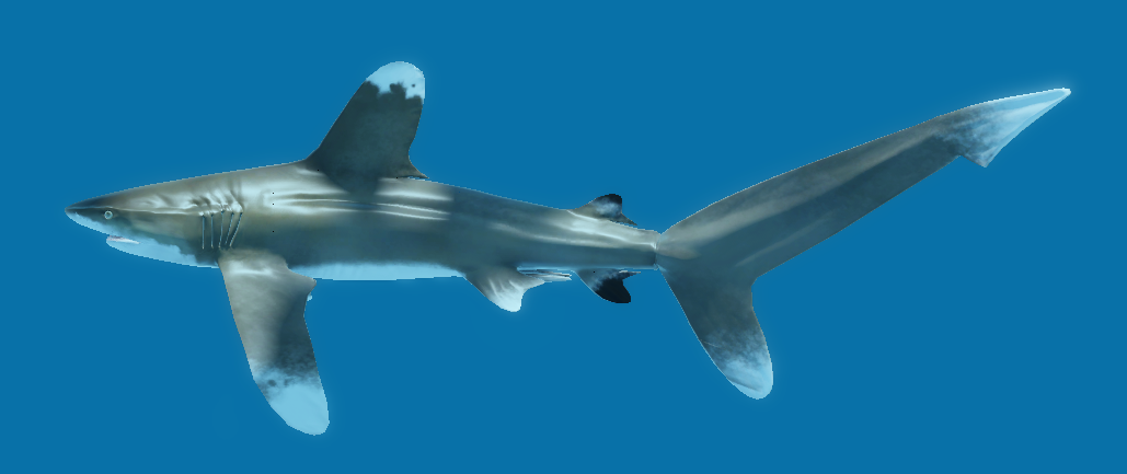 Oceanic Whitetip Shark | Oceanic (ROBLOX) Wiki | Fandom