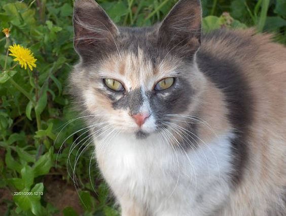 calico cat with green eyes