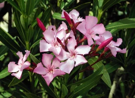 Nerium oleander flowers leaves