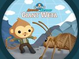 The Giant Weta