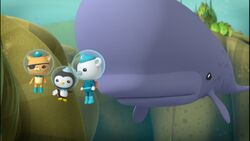 The Scared Sperm Whale/gallery | Octonauts Wiki | Fandom The Scared Sperm Whale/gallery | Octonauts Wiki | Fandom