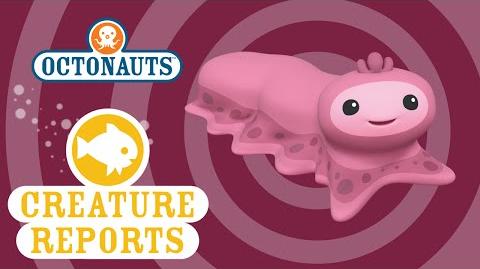 Octonauts Creature Report - Snot Sea Cucumber