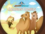 The Arabian Camels
