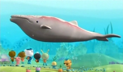 An Albino Humpback Whale | Octonauts Wiki | Fandom