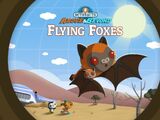 The Flying Foxes