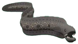 Morayeel
