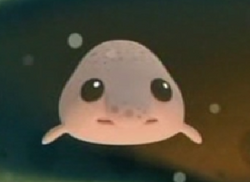 Bob the Blobfish