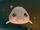 Bob the Blobfish