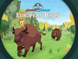The European Bison