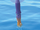 The Flying Squid