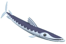 Baracuda