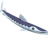 Barracuda