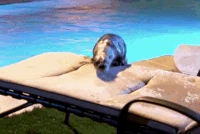 Otter