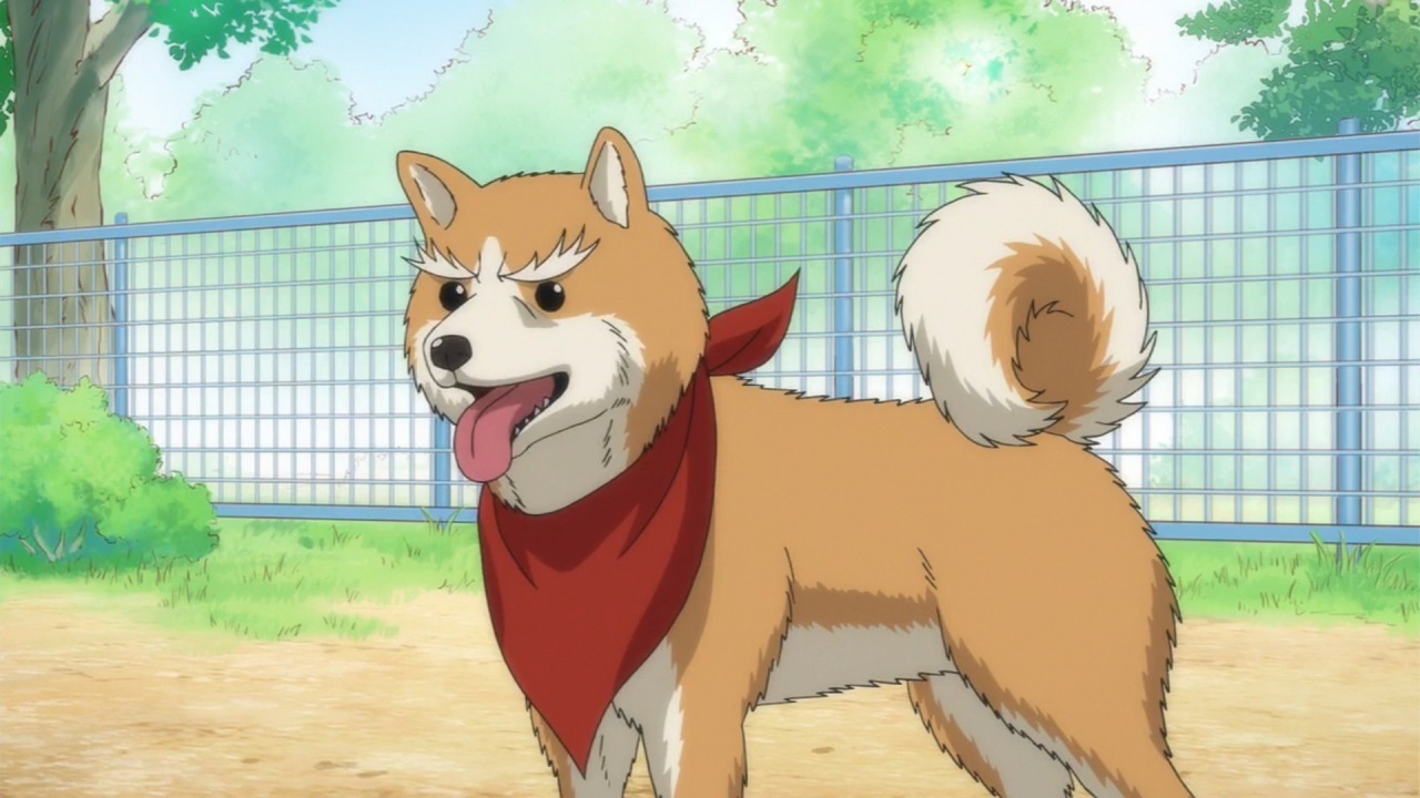 Shiba Inu  The Fandom Post