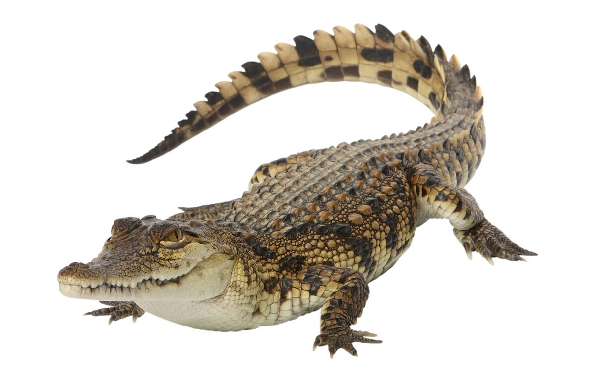 Nile crocodile | Odd Squad Animal Movie Wiki | Fandom