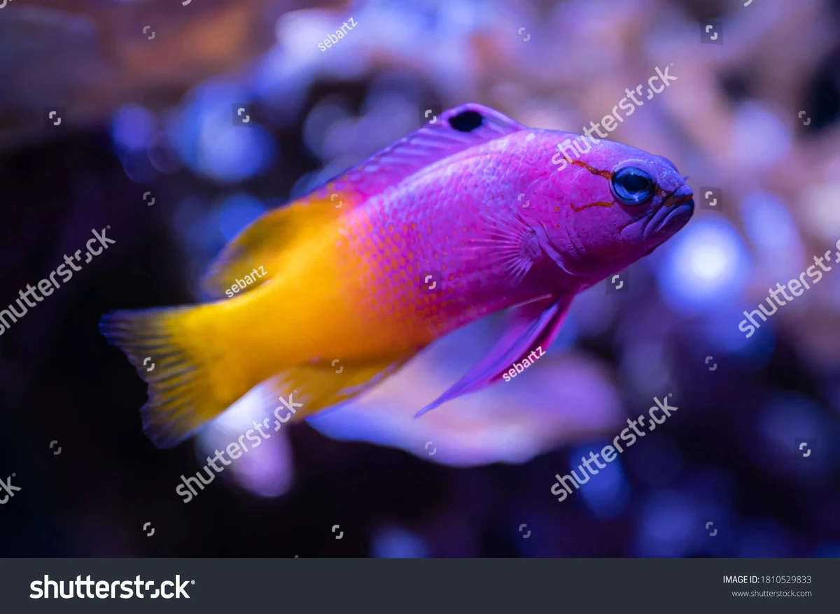 Gramma | Odd Squad Animal Movie Wiki | Fandom