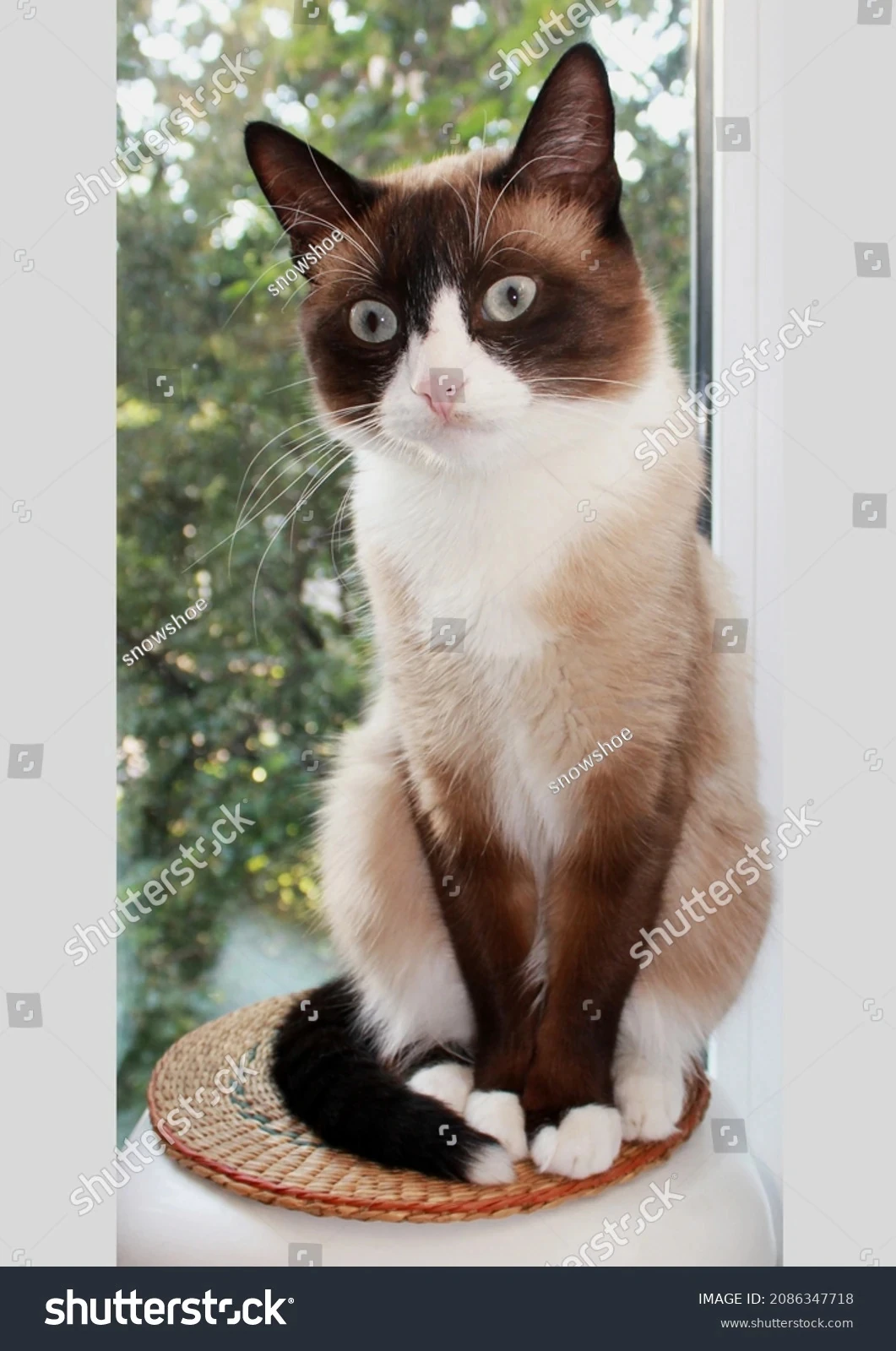 Snowshoe cat Odd Squad Animal Movie Wiki Fandom