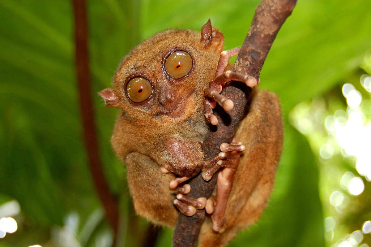 tarsier-odd-squad-animal-movie-wiki-fandom