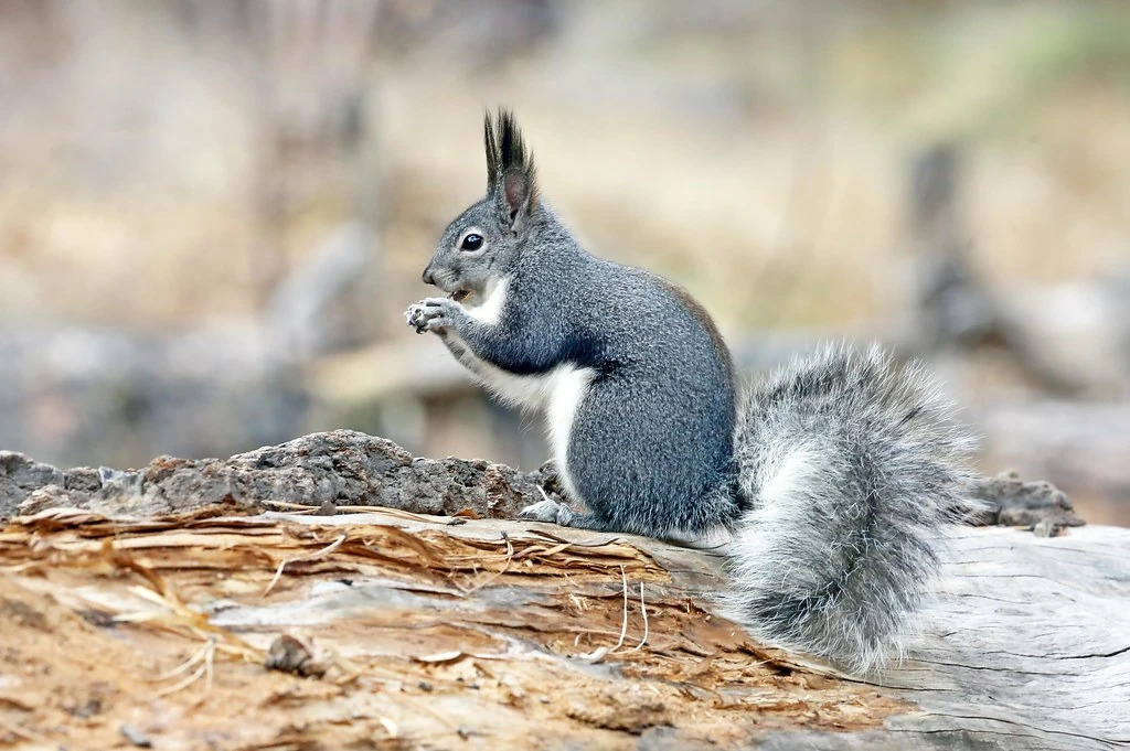 Кавказская белка. Sciurus aberti. Белка аберта. Кайбабская белка. Белка аберта.