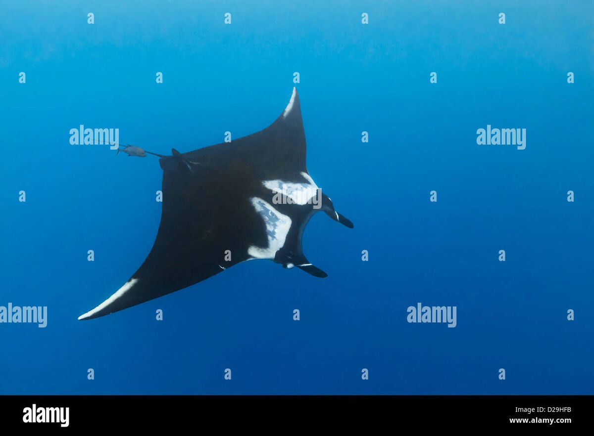 Manta ray | Odd Squad Animal Movie Wiki | Fandom