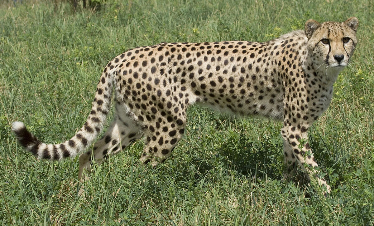Cheetah | Odd Squad Animal Movie Wiki | Fandom