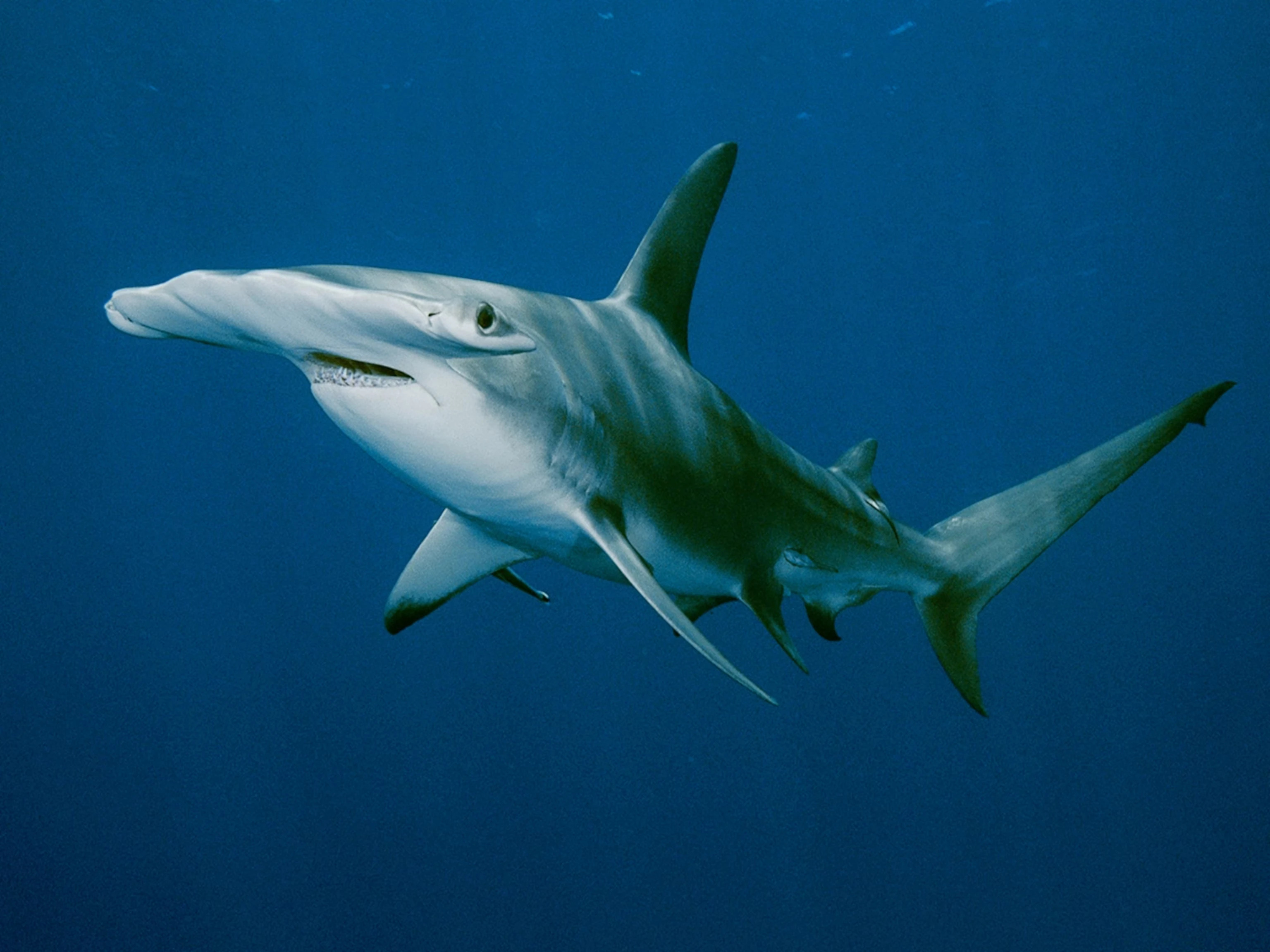 Great Hammerhead Shark: Characteristics, Threats, and Conservation