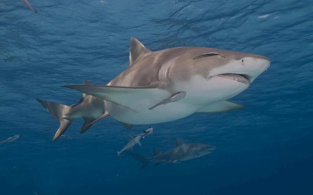 Lemon shark Odd Squad Animal Movie Wiki Fandom