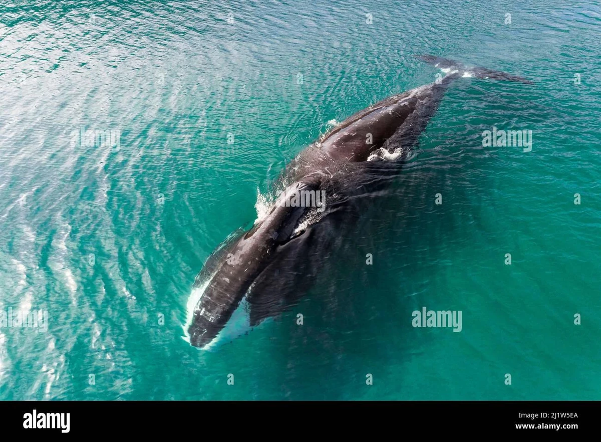 Bowhead whale | Odd Squad Animal Movie Wiki | Fandom