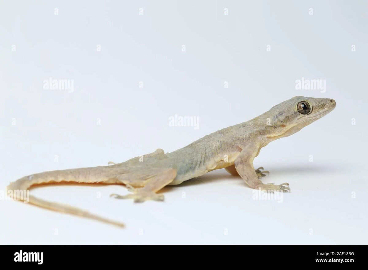 House lizard | Odd Squad Animal Movie Wiki | Fandom