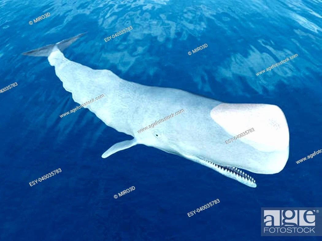 Albino sperm whale | Odd Squad Animal Movie Wiki | Fandom