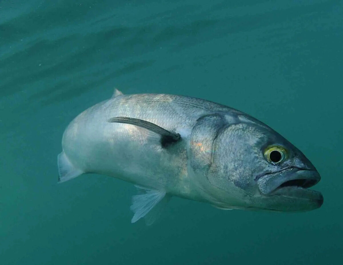 Bluefish | Odd Squad Animal Movie Wiki | Fandom