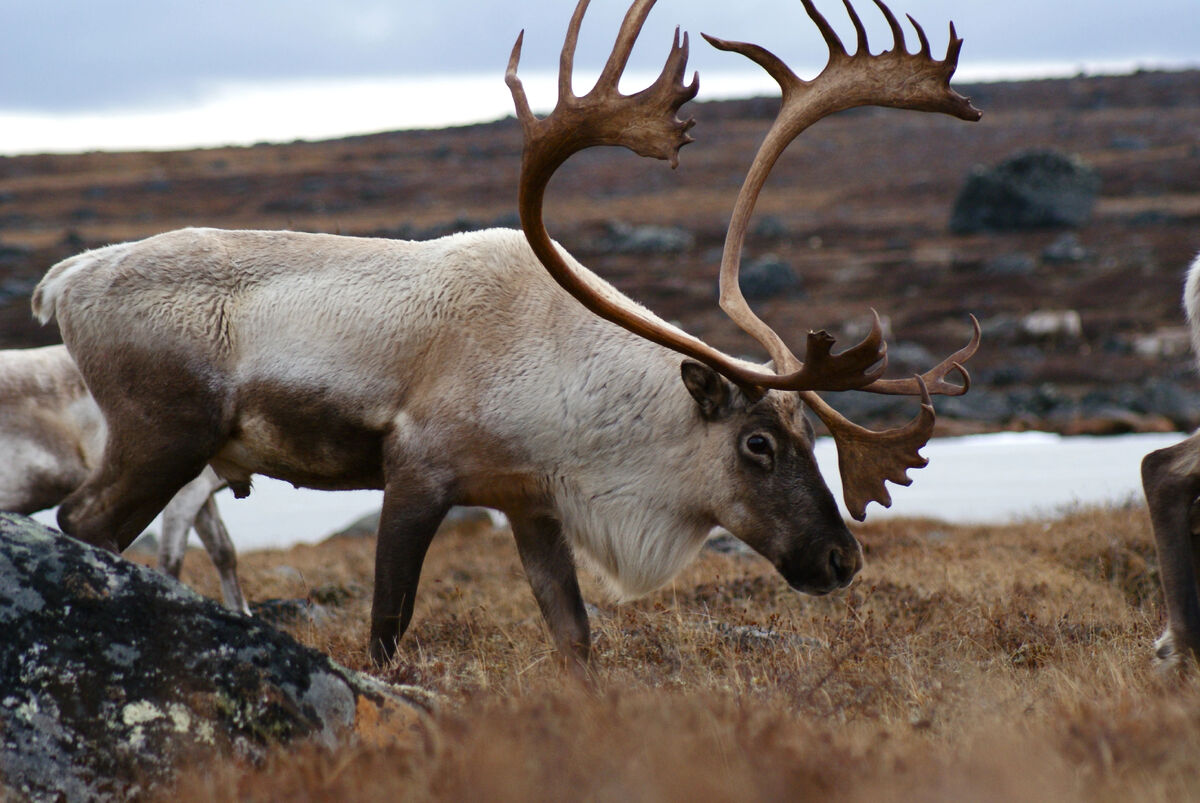 Caribou Odd Squad Animal Movie Wiki Fandom