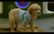 And Then They Were Puppies-Puppy Dr. O