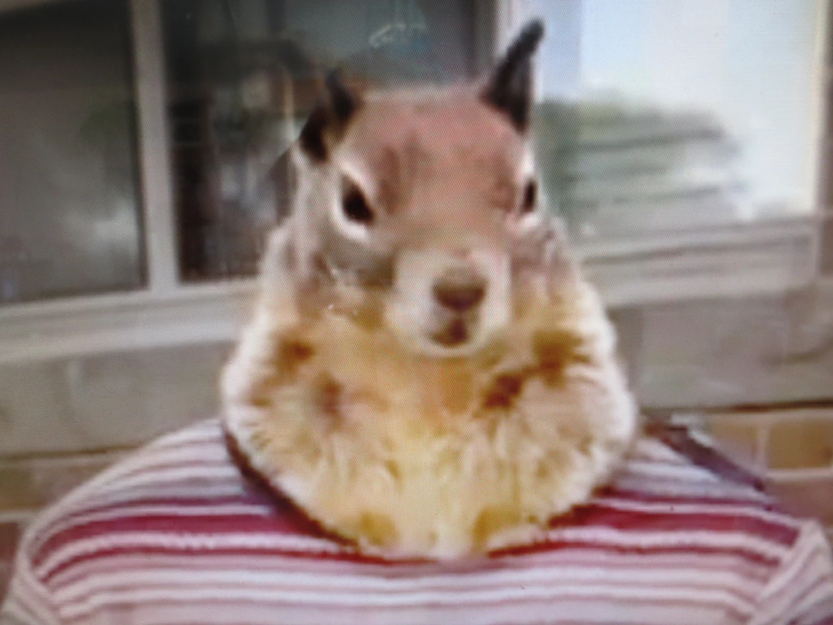 Sammy Squirrel Odd Squad Wiki Fandom