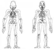 Mudokon Skeletal System