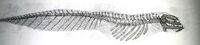 The skeletal anatomy of the Sea Rex.