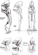 Sketches of Glukkon anatomy.