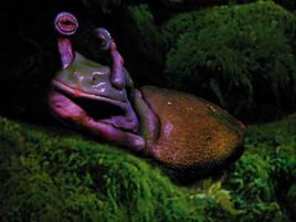 Slurg