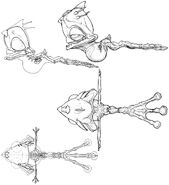 Gabbit skeleton and anatomy design