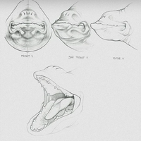 Detailed look at the head of the Sea Rex and its teeth.