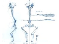 Skeletal System of an Intern