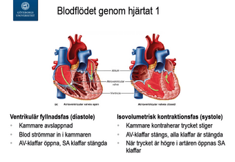 TP3MO1 Hjärtfysiologi, föreläsningsanteckningar | Odontologi GU Wikia |  Fandom