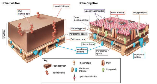 Repetition av bakteriekunskap | Odontologi GU Wikia | Fandom