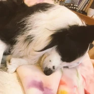 Amayu's dog.jpg (122 KB) Amayu's dog