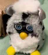 Gray with black spots Oogle