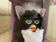 Skunk Furby with heterochromia